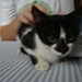 Oreo, by biny