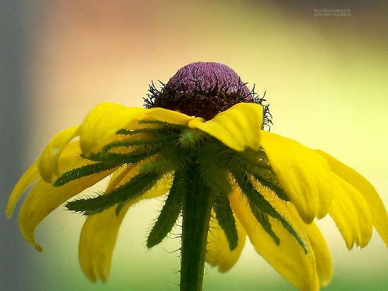 The hairy crown... by marlboromaam