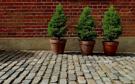 Little trees by boxplayer