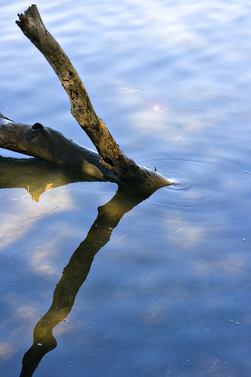 balanced by corymbia
