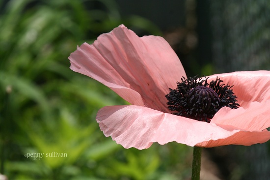 149 Poppy by pennyrae