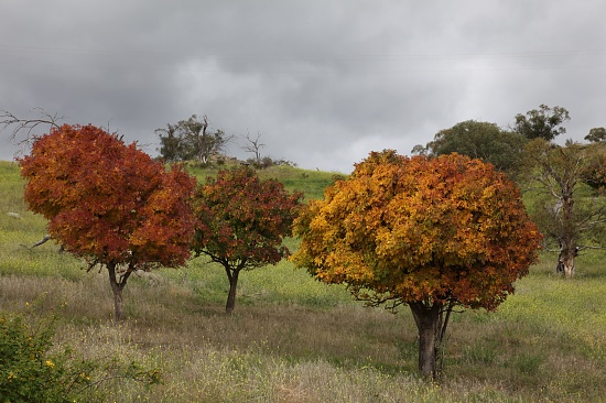 Snowy Mountain Autumn Colours by lbmcshutter