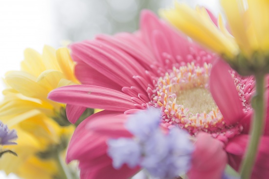 This is a flower in case you didn't know and wanted to know by ddshin