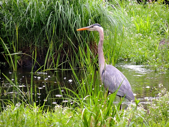 Great Blue Heron by sunnygreenwood