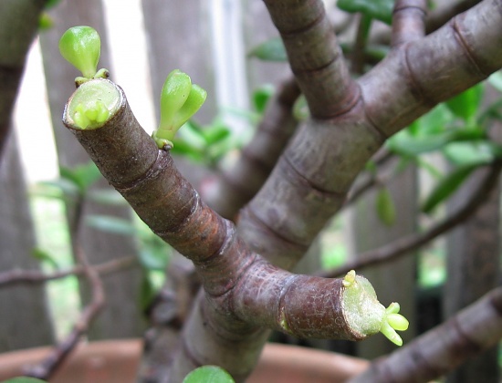 New Growth by mozette