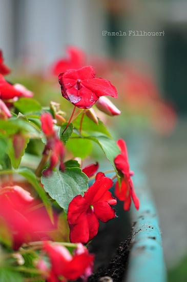 red.... by earthbeone