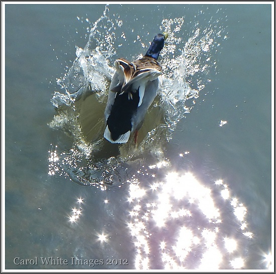 Splash Down!  by carolmw