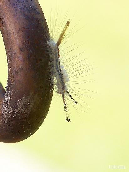 Some kind of caterpillar... by marlboromaam