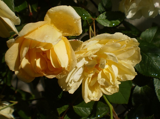 Roses in the rain. by snowy