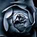Blue Rose by humphreyhippo