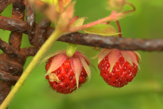 Wild Strawberries on Rusty Fence by jayberg
