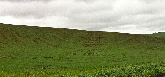Planting Pattern by marilyn