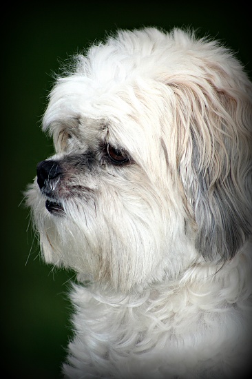 Meet Miss Molly by digitalrn