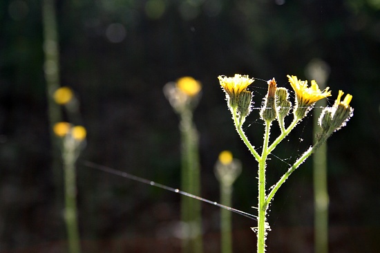 Magical Connections by lauriehiggins