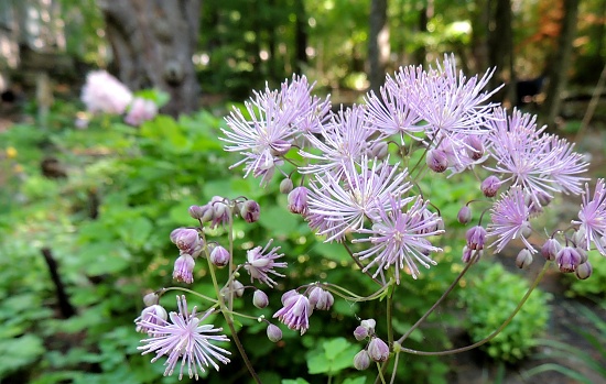 Thalictrum aquilegifolium by sunnygreenwood