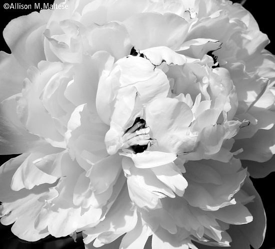 White Peony Revisited by falcon11