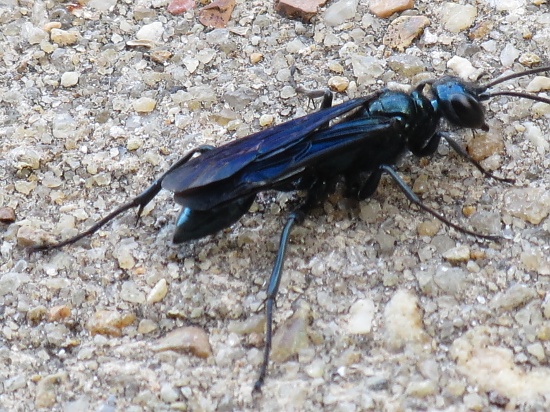 Bug Bling by grammyn