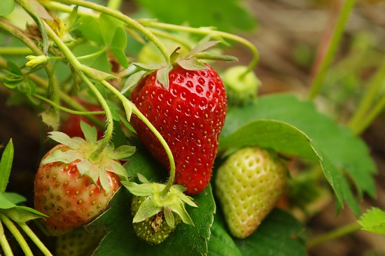 Berry Nice! by vickisfotos