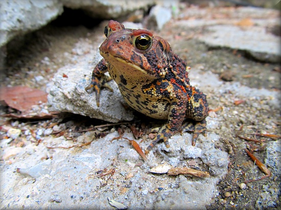 Garden Toad by paintdipper