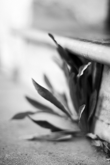 between a rock by pocketmouse