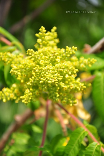 sumac... by earthbeone