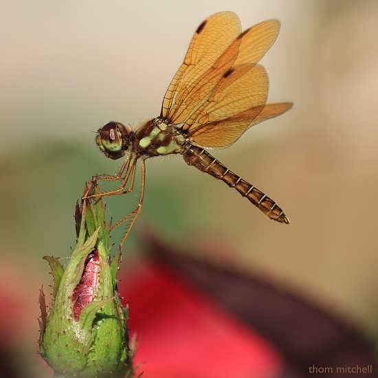 Eastern Amberwing (male) by rhoing