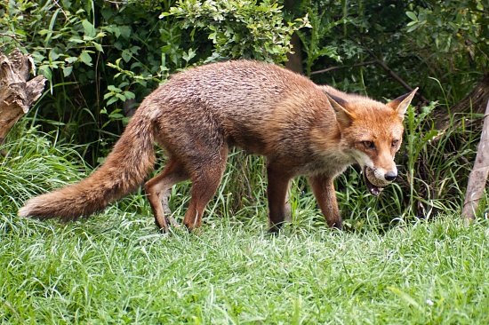 Fox by natsnell