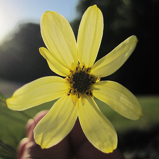 Coreopsis by dakotakid35