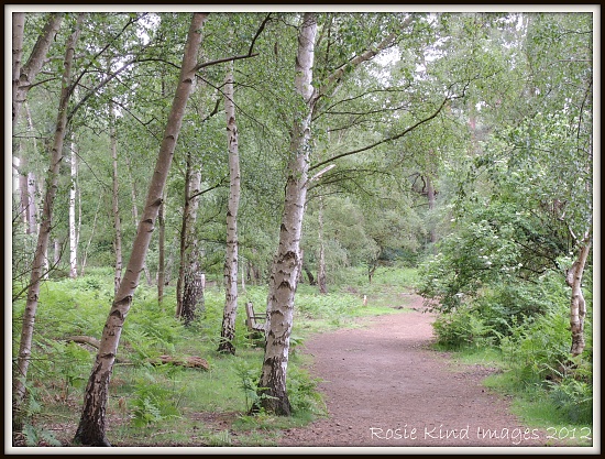 Along the Path by rosiekind