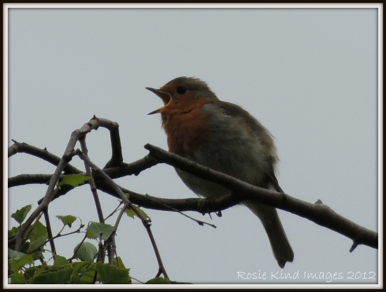 Singing his song by rosiekind