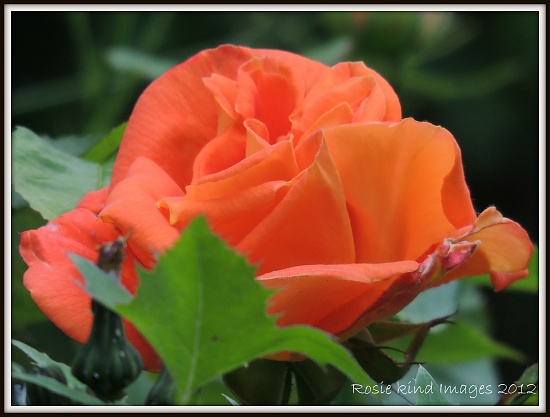 Orange rose by rosiekind