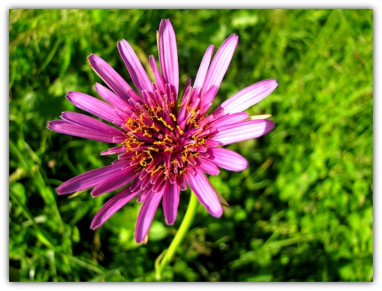 Unknown flower by busylady