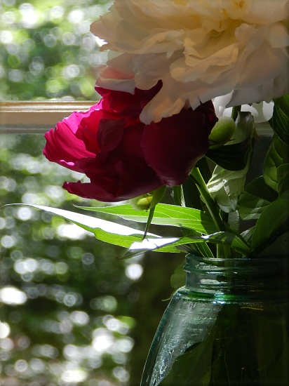 Peonies by paintdipper
