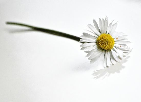 Daisy by andycoleborn