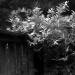 12/06/2012 - Shooting the rain...