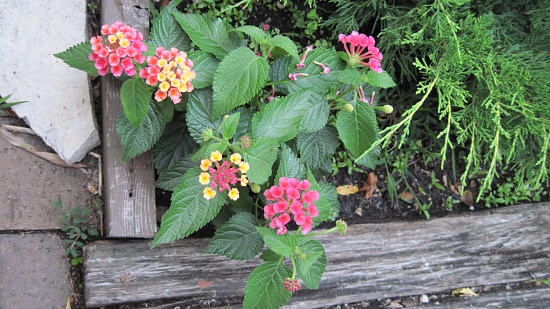 Mom's lantana by kchuk