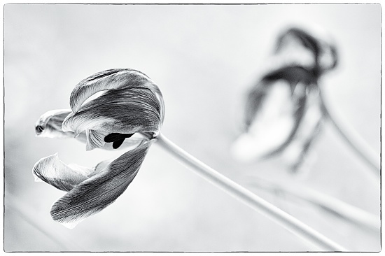 Tulip Veins by humphreyhippo