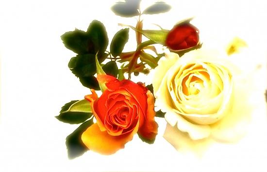 Trio of Roses by maggiemae