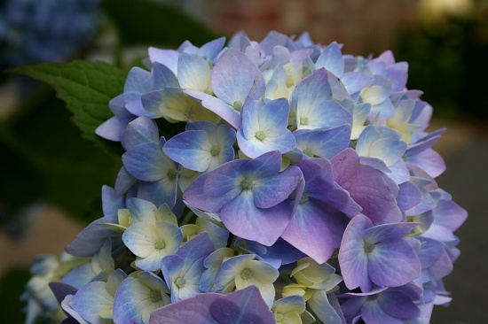 Finally Hydrangeas by lauriehiggins
