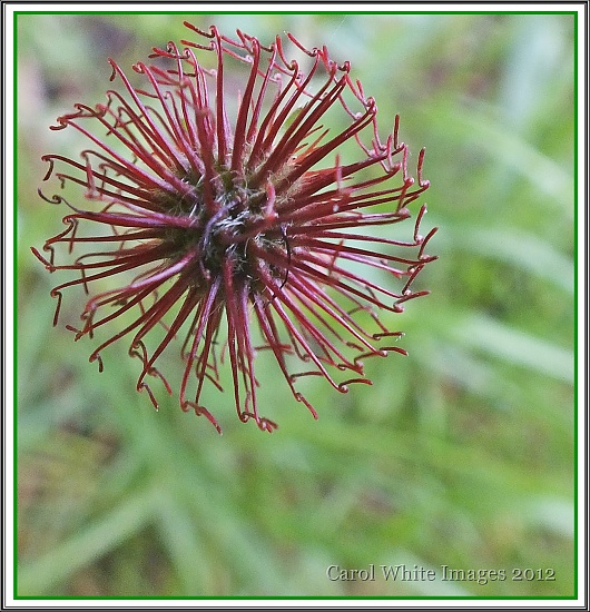 Seed Head of Meadow Buttercup by carolmw