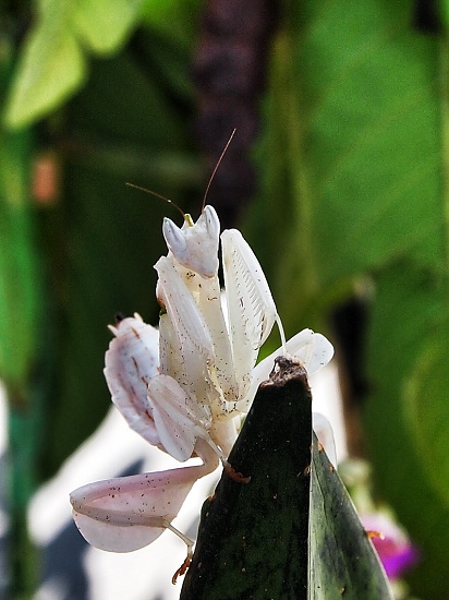 Could be a flower by peterdegraaff