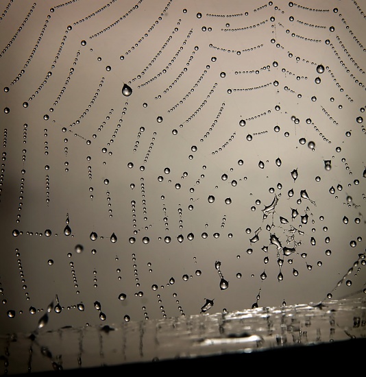 Nature's lace  by ltodd