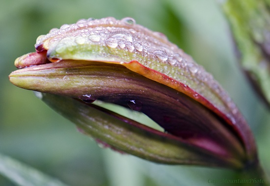 Bursting Lily by jgpittenger