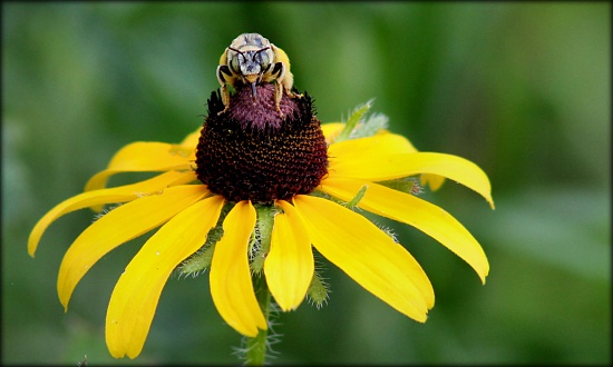 Say pollen! by cjwhite