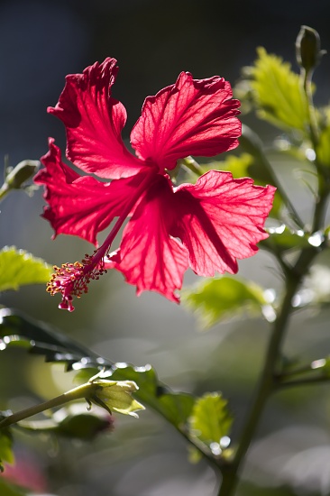 Hibiscus sun dance by sugarmuser