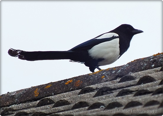 Magpie by carolmw