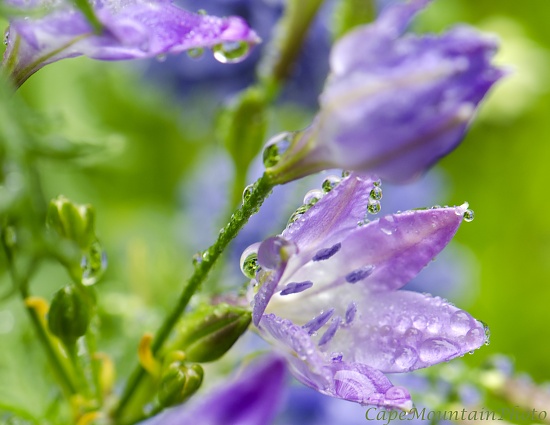 Tiny Gifts by jgpittenger