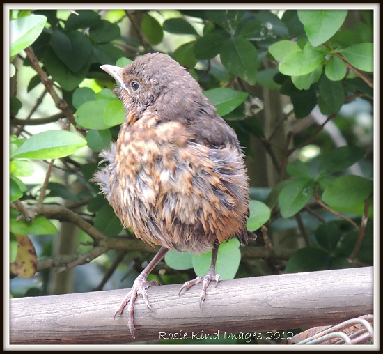 Where's Mummy? by rosiekind