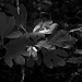 20/06/2012 - Sassafras...