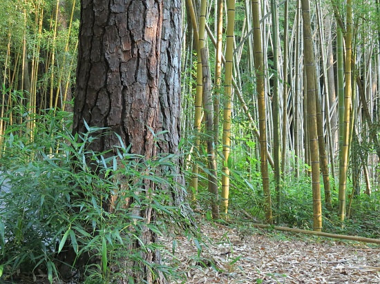 Bamboo Forest by grammyn